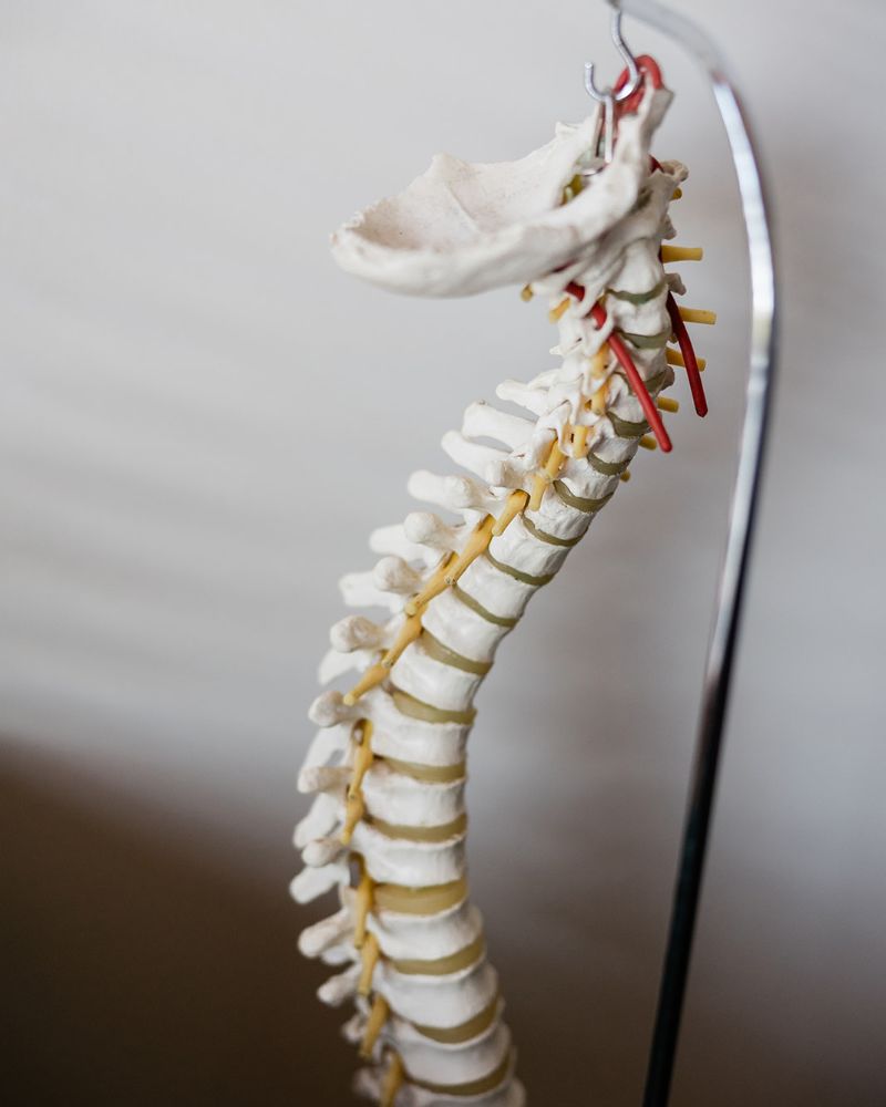 Spine model used to explain findings